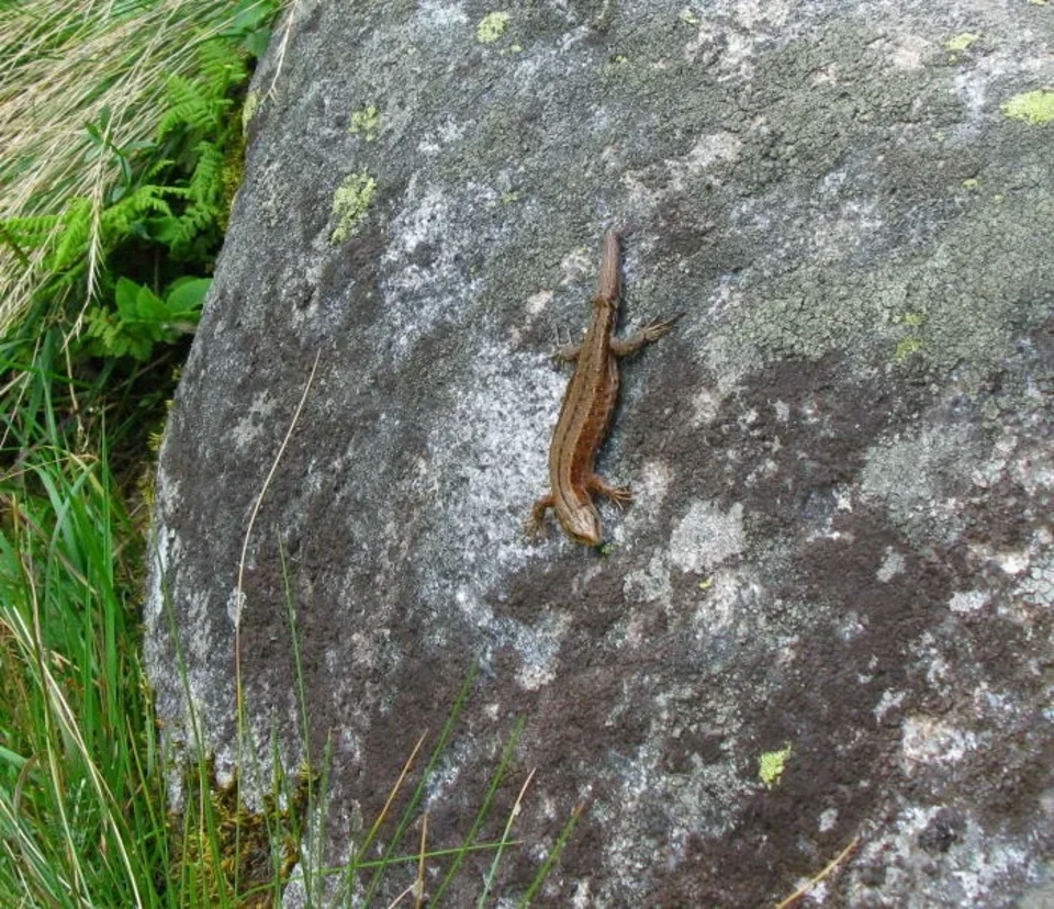 Jaszczurka Zwinka Lacerta agilis