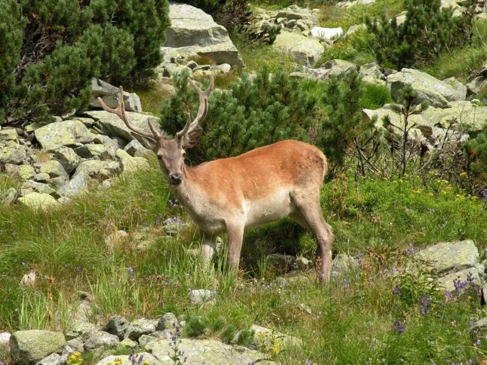 PEŁEN WDZIĘK