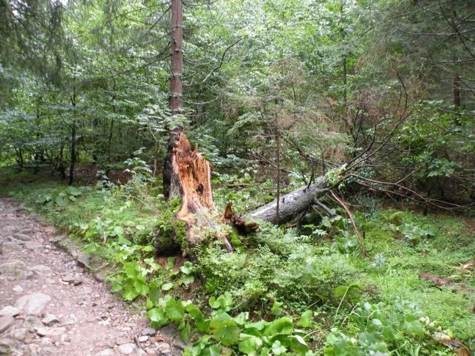 Gdzieś na szlaku