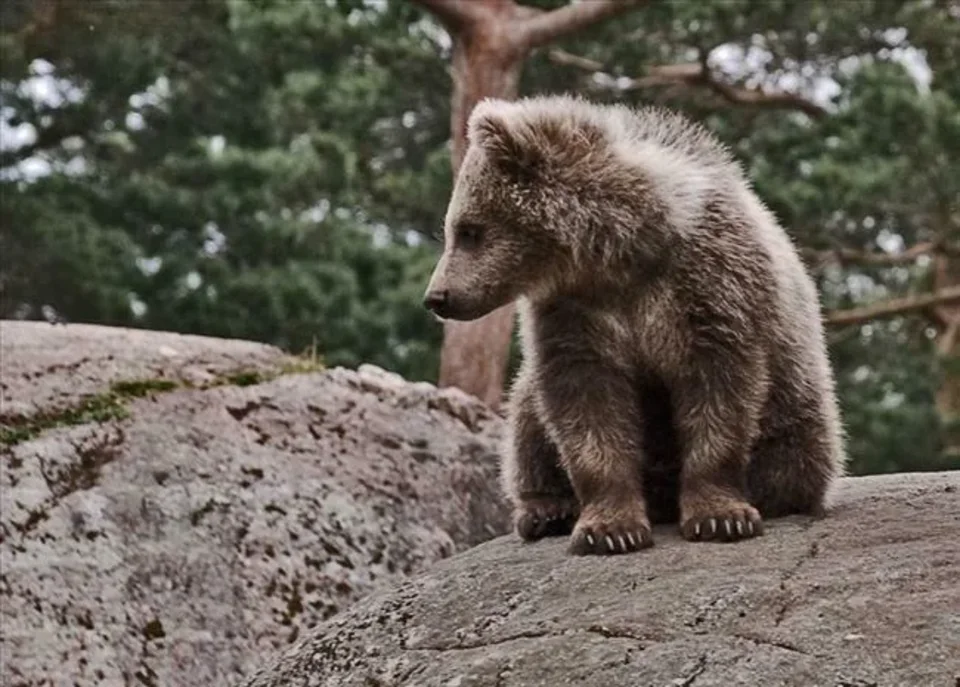 Mały Niedźwiadek. Ale nie myślcie ,że nie jest niebiezpieczny