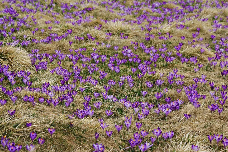 Krokusy