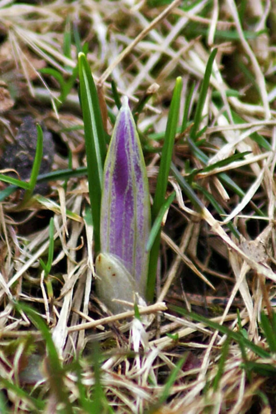 Krokusy