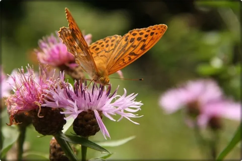 Motyl