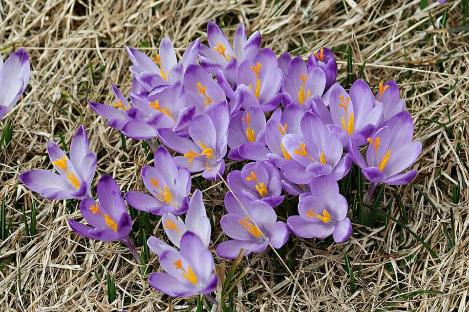 Krokusy