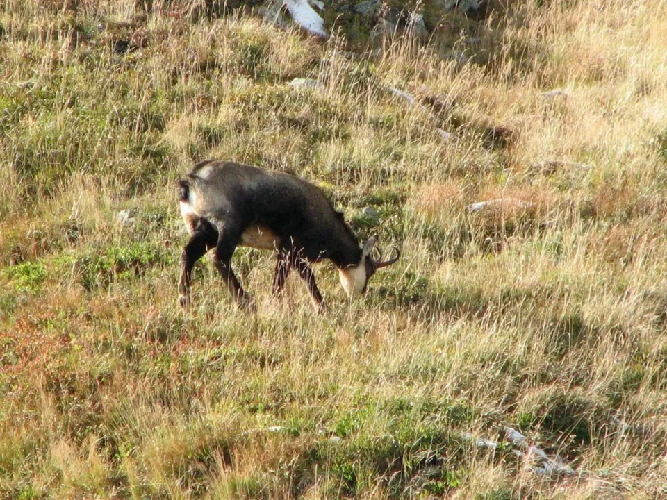 Kozica