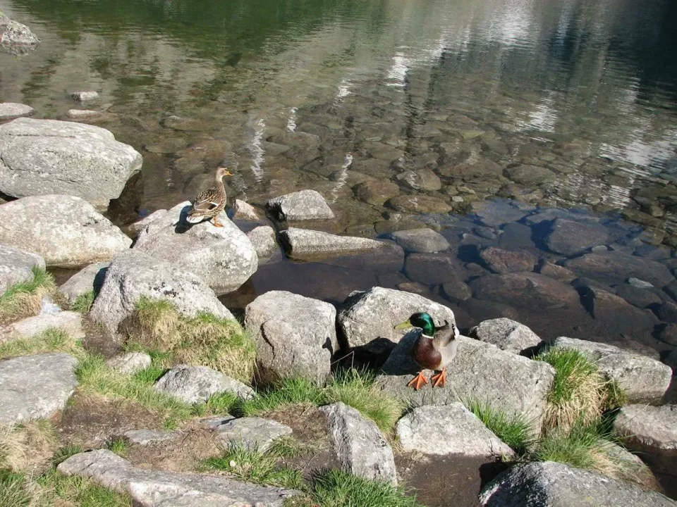 krzyżówki nad Czarnym Stawem Gąsienicowym