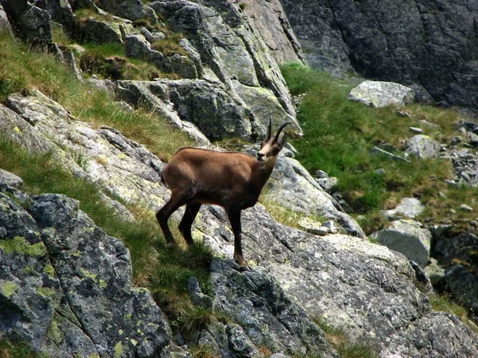 Kozica II