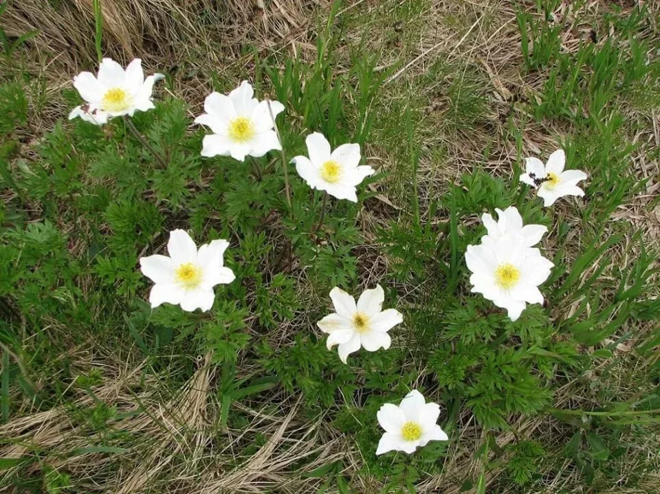 sasanka alpejska (Pulsatilla alpina)