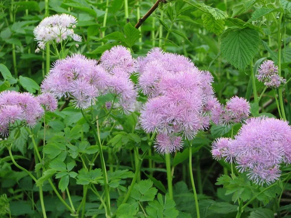 Rutewka ostrolistna