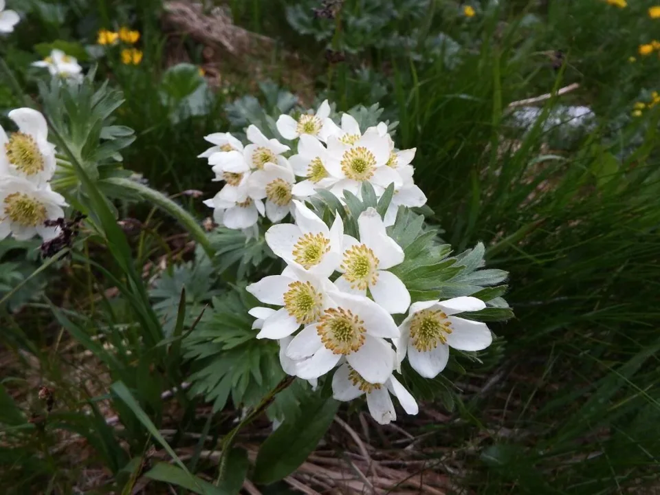 zawilec narcyzowaty