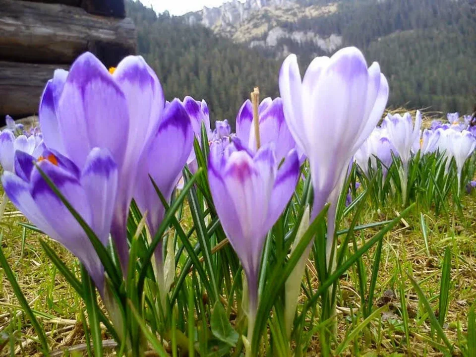 wiosna