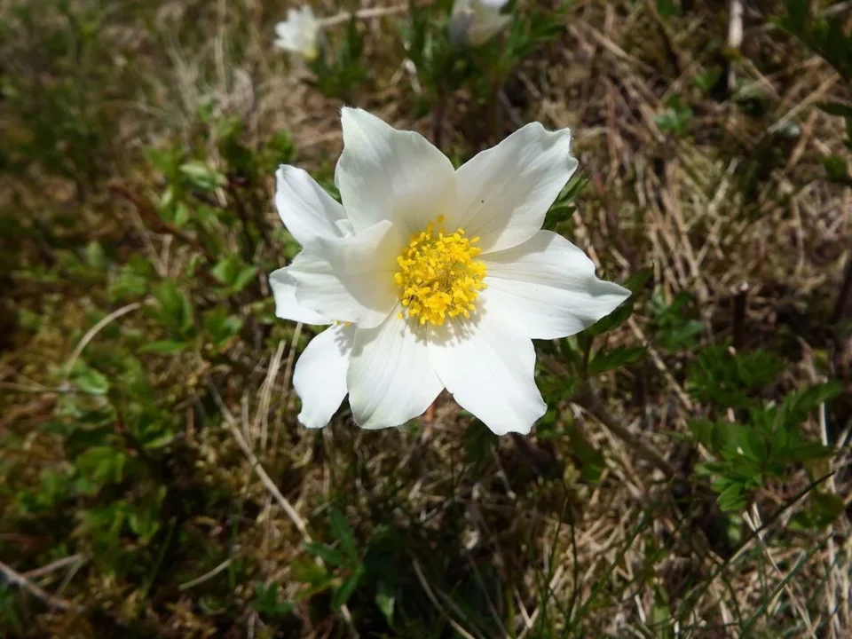 sasanka alpejska