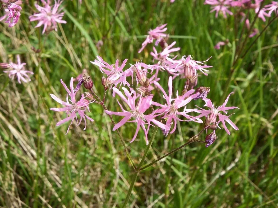 Firletka poszarpana