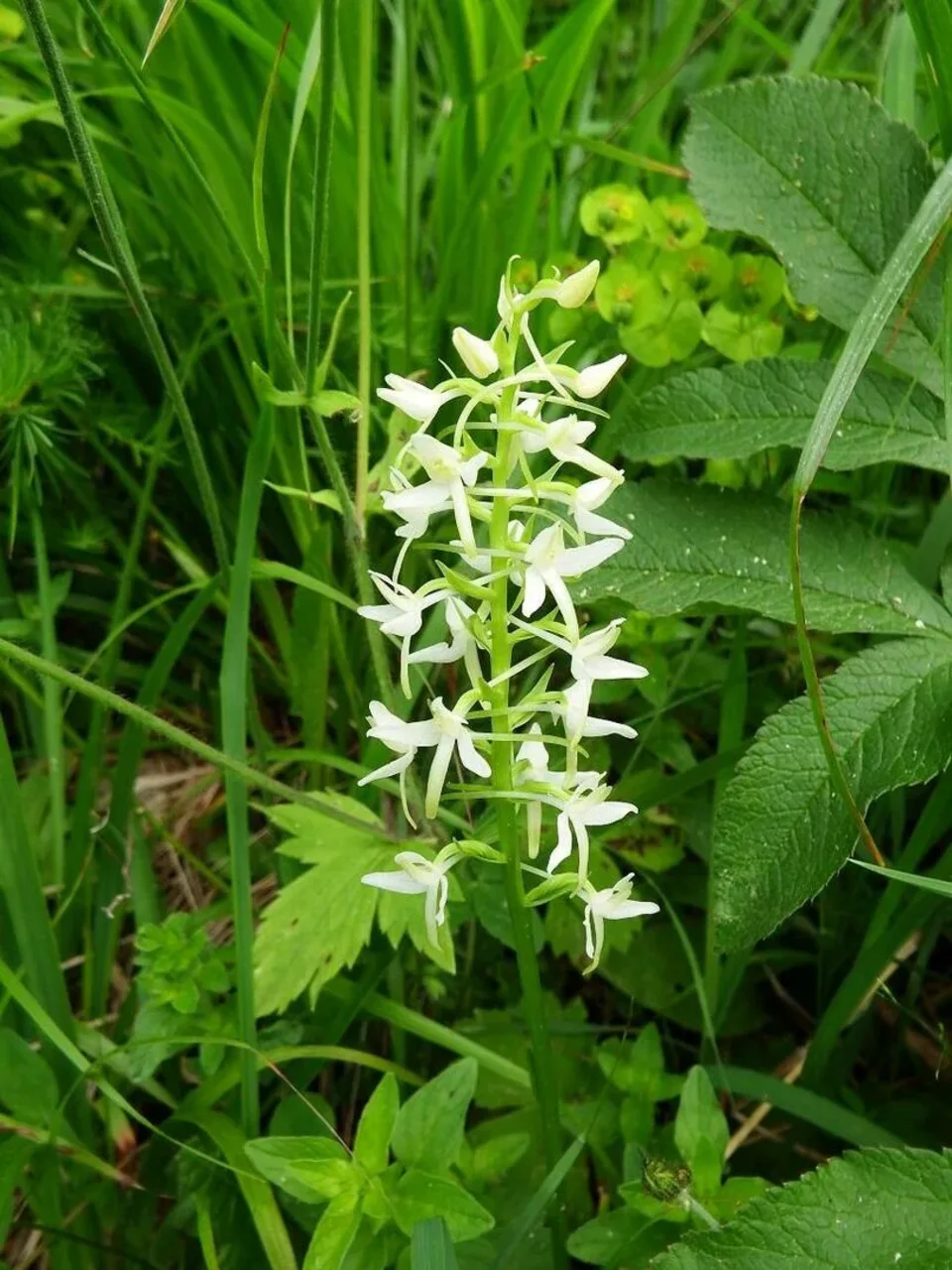 kwiatek