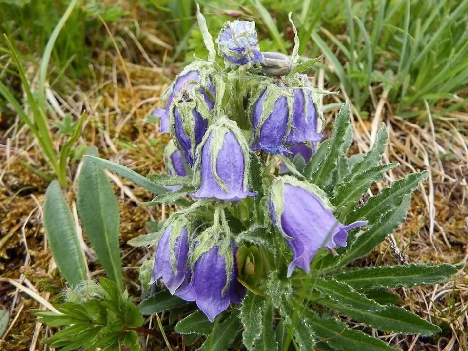 Dzwonek alpejski