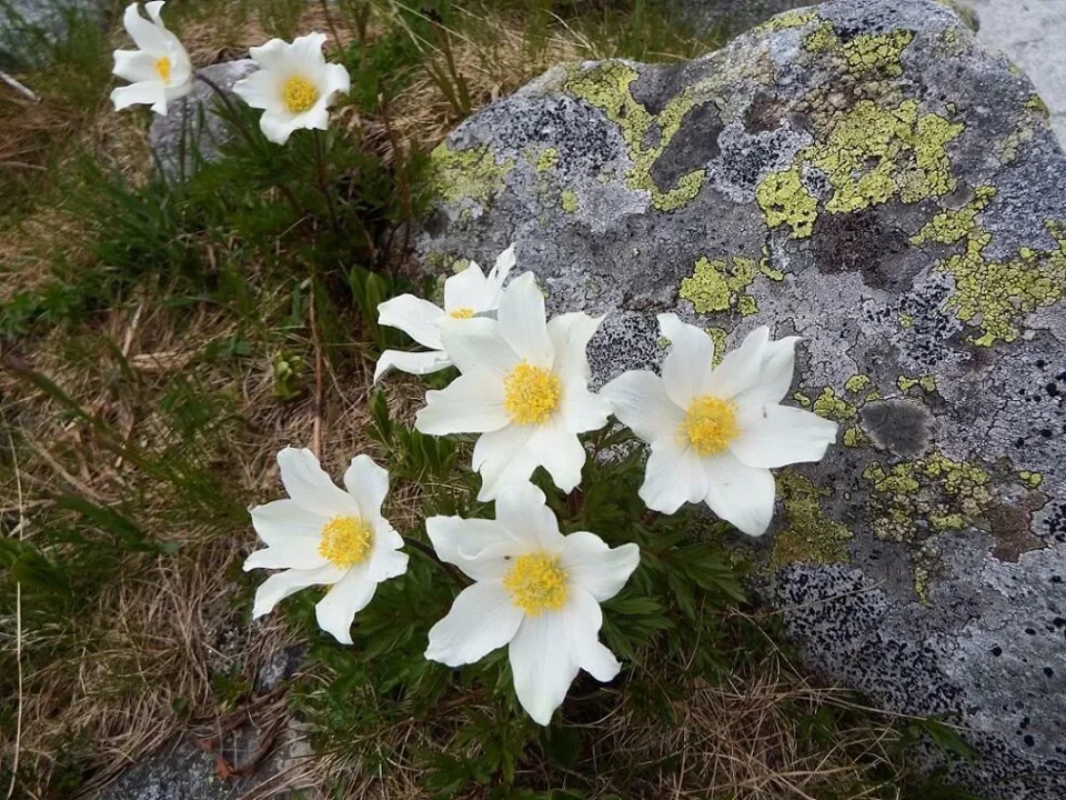 sasanka alpejska