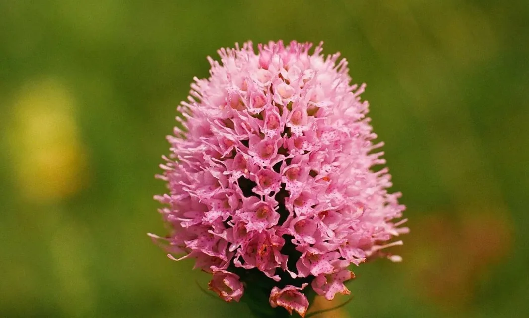 Storczyca kulista