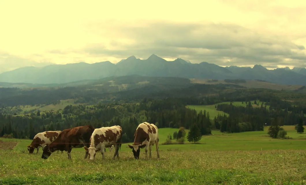 Tatry Bielskie z Łapszanki