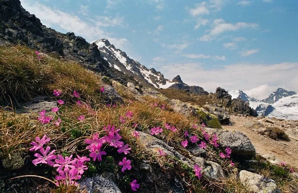 Tatry są Wysokie a pierwiosnek tylko  maleńki. Widok ze szlaku na Sławkowski Szczyt