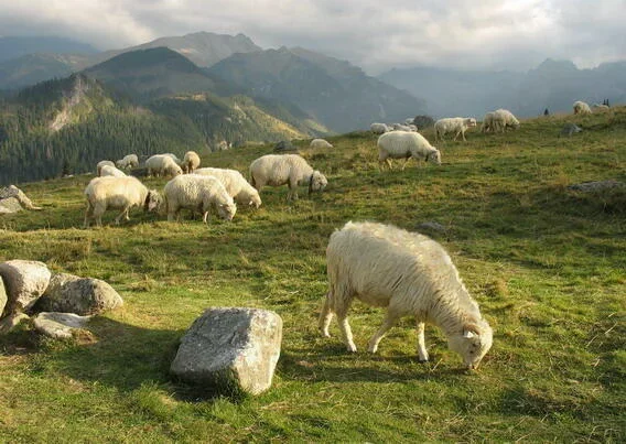 Rusinowa Polana