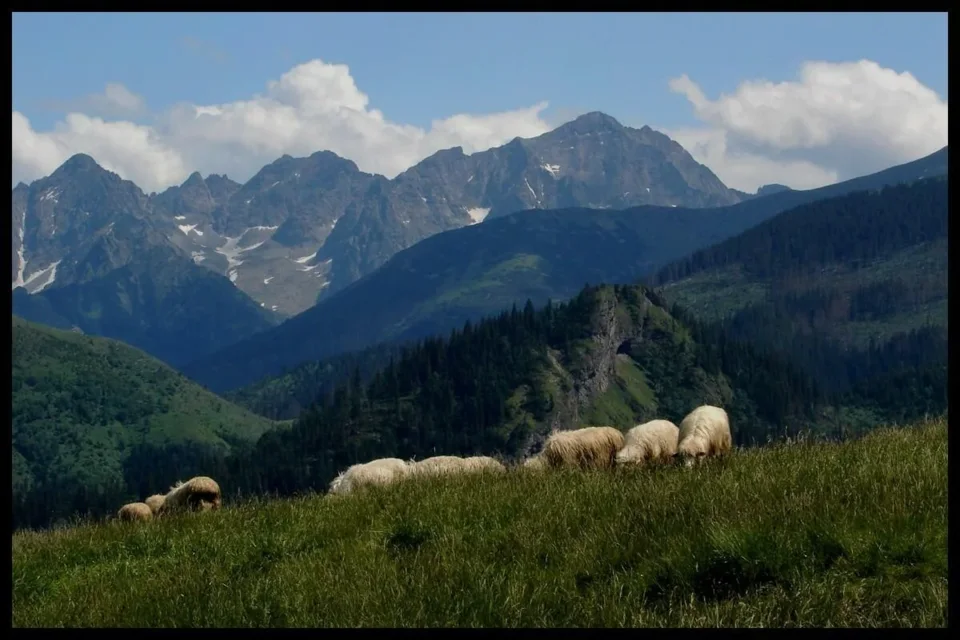 rusinowa polana