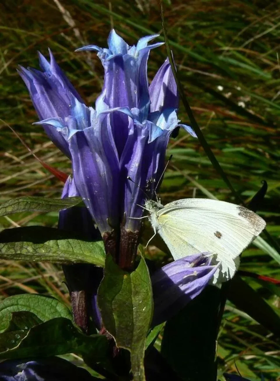 Tatry- flora