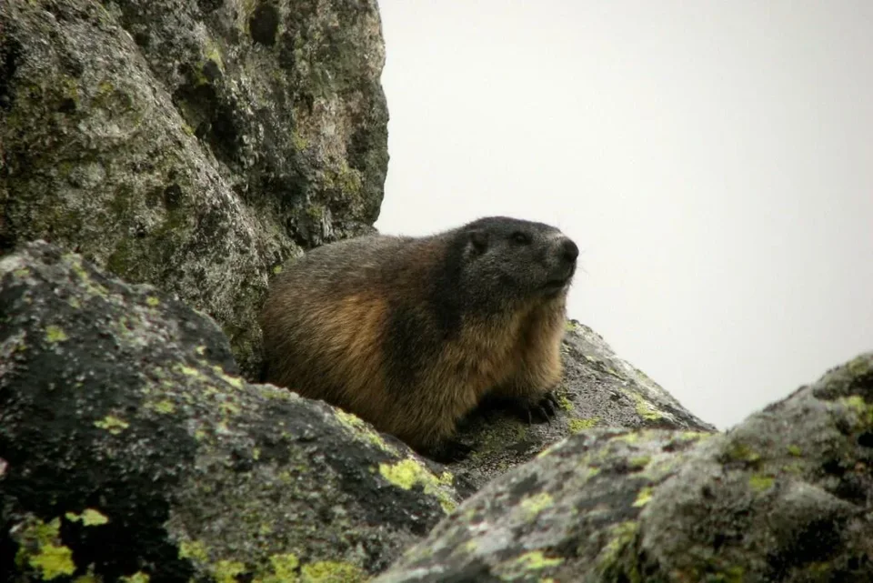 Marmota