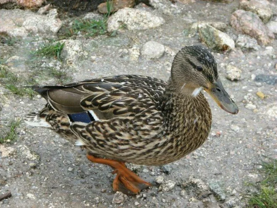 kaczucha
