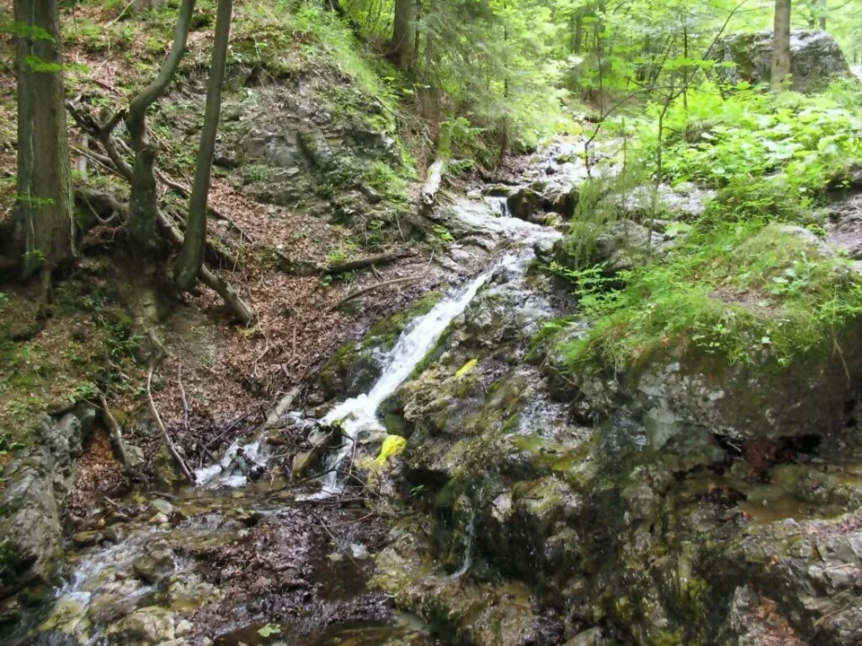 Suchy Źleb