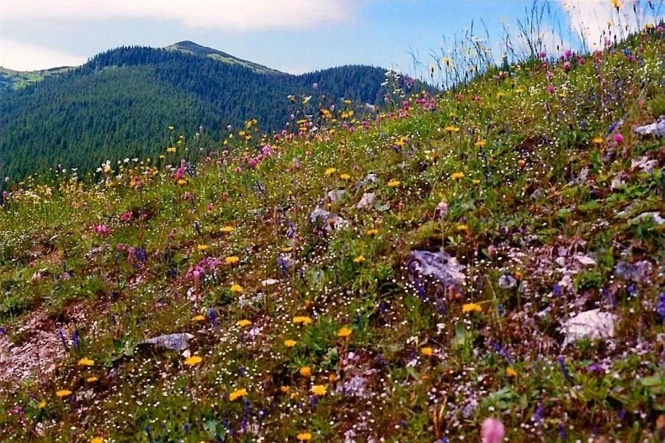 Polana Chochołowska. Mt. 6,29
