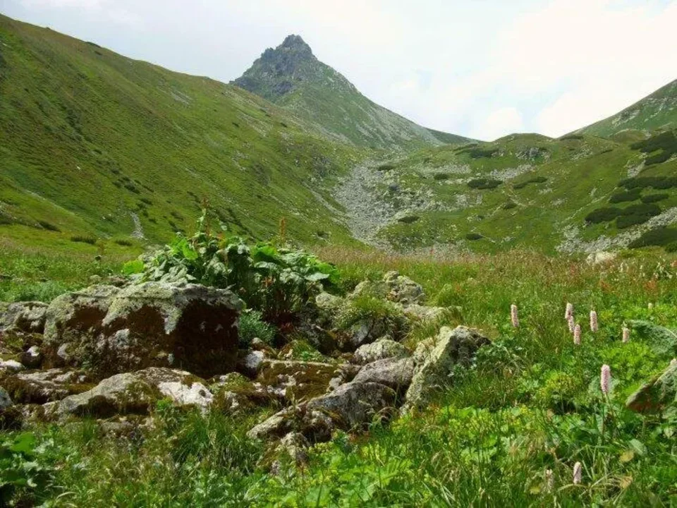 V Niznej Jamnickej kotline _Grun nad plesami_ Ostry Rohac