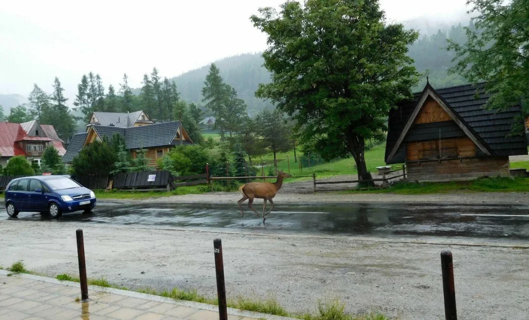 Zakopiańskie zoo