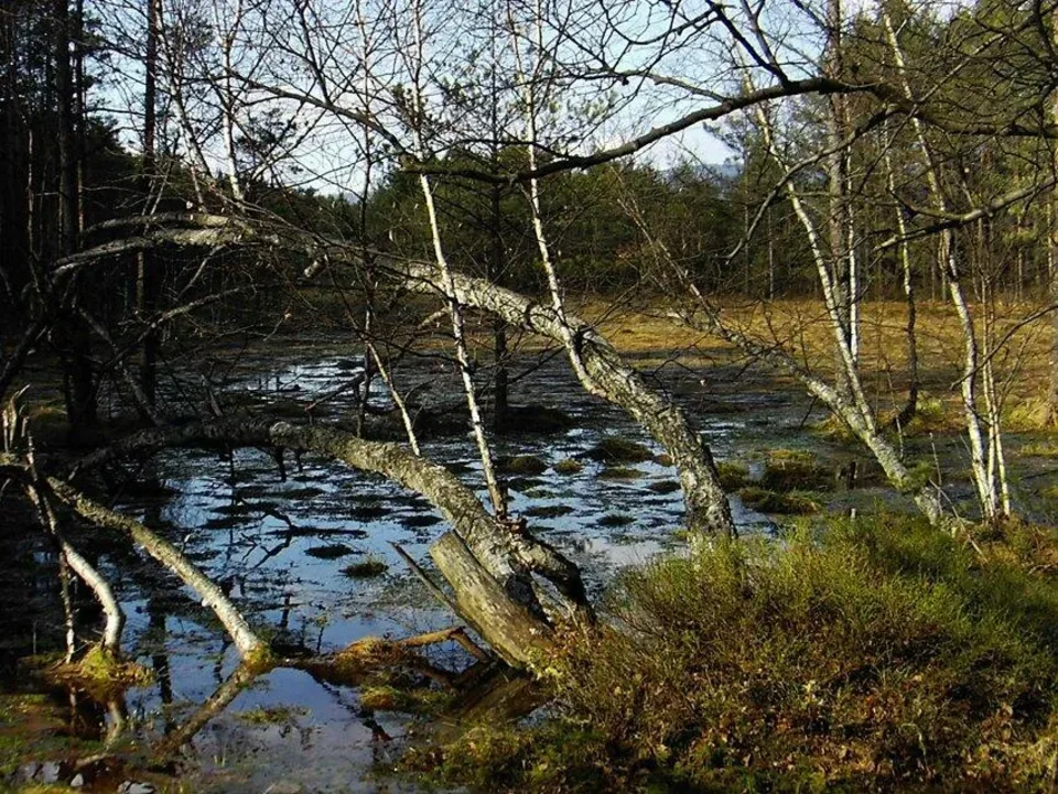 Torfowiska