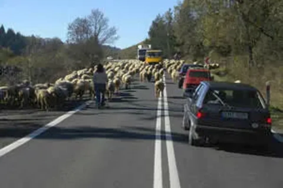 Owce schodzą z gór