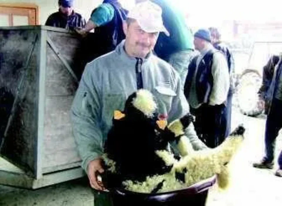 Jagnięta z Podhala pojechały do Włoch