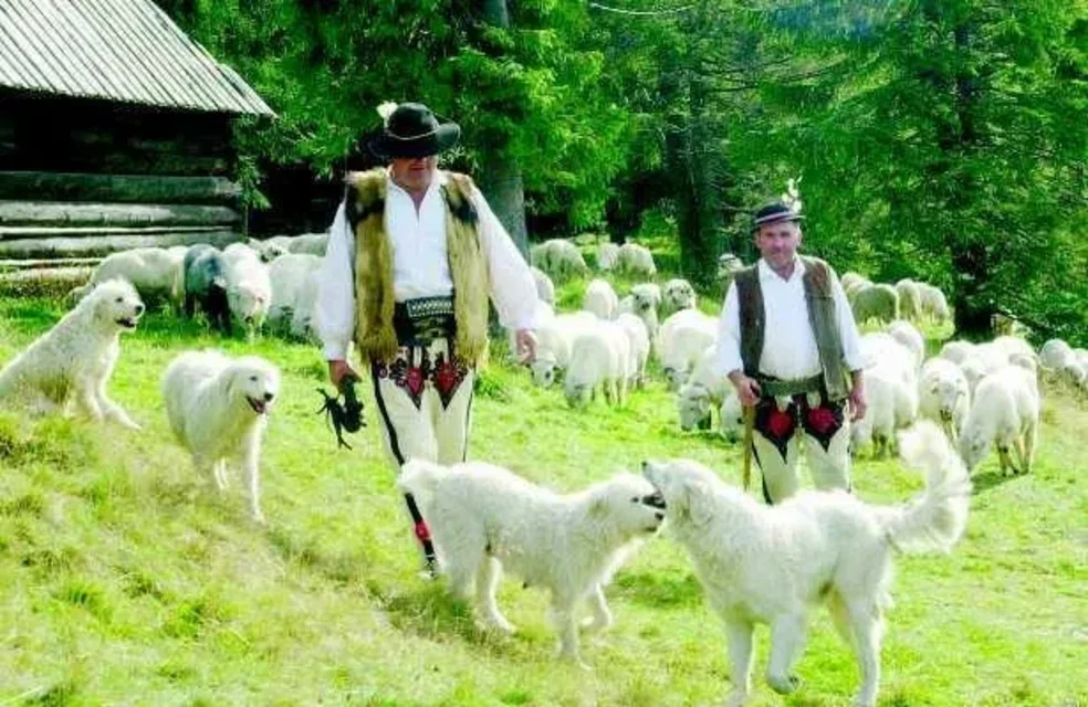 Bacowie, zamiast paść owce, zasiądą w ławkach
