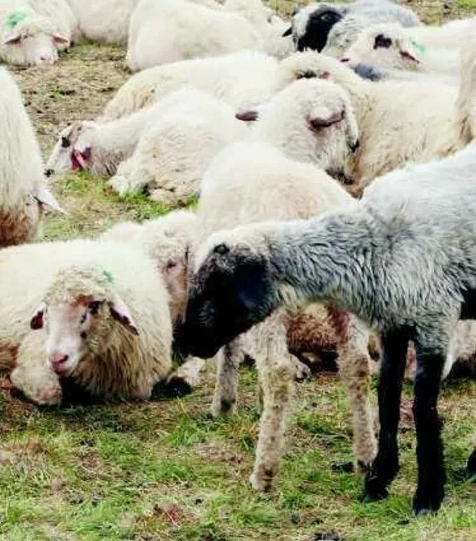 Dotacje rządowe mają uratować owczarstwo