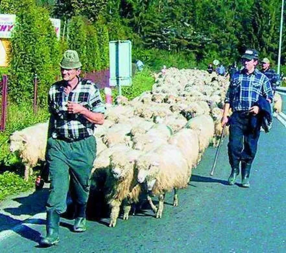 Minister obiecał dotacje do owiec