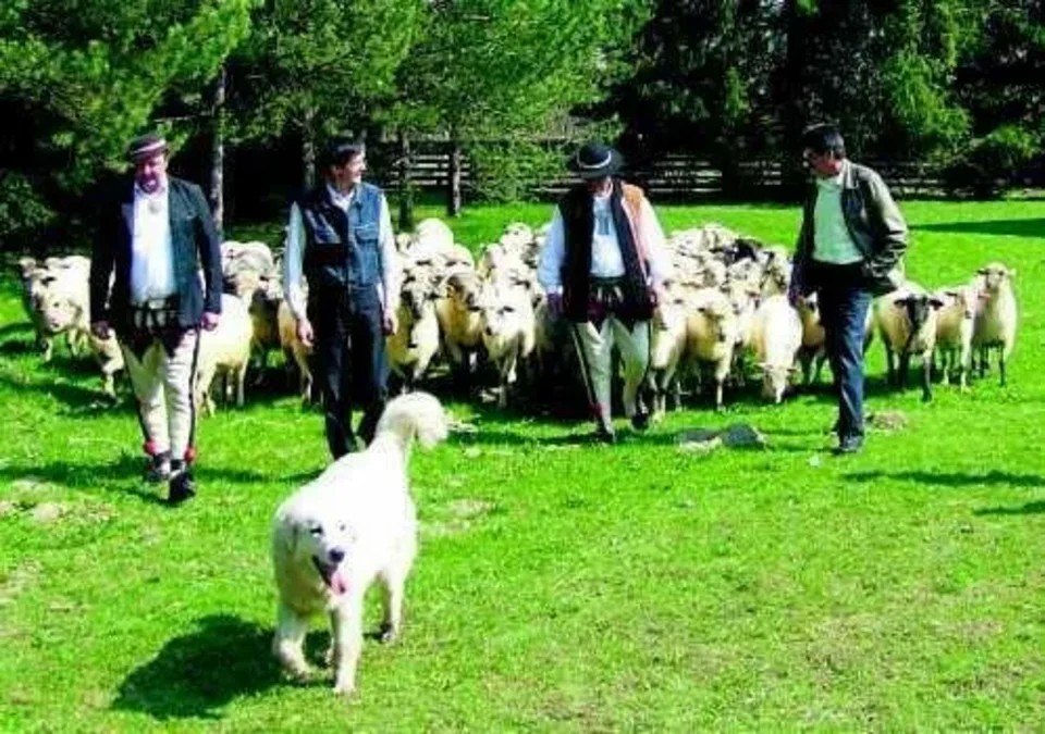 Dotacje za deptanie i koszenie trawy?