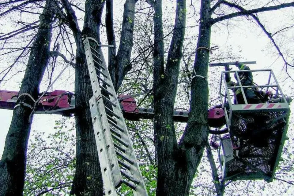 NOWY TARG. Metalowe klamry powinny uratować 100-letnią lipę przed zawaleniem