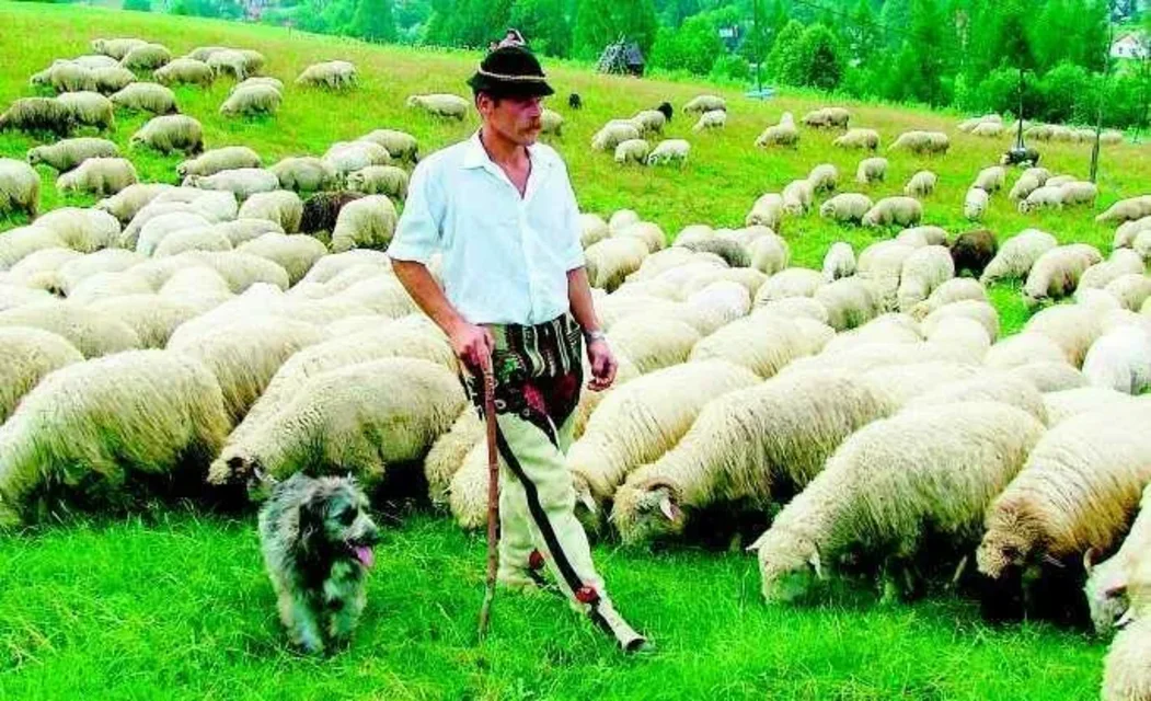 Wcale niespieszno im do weterynarza