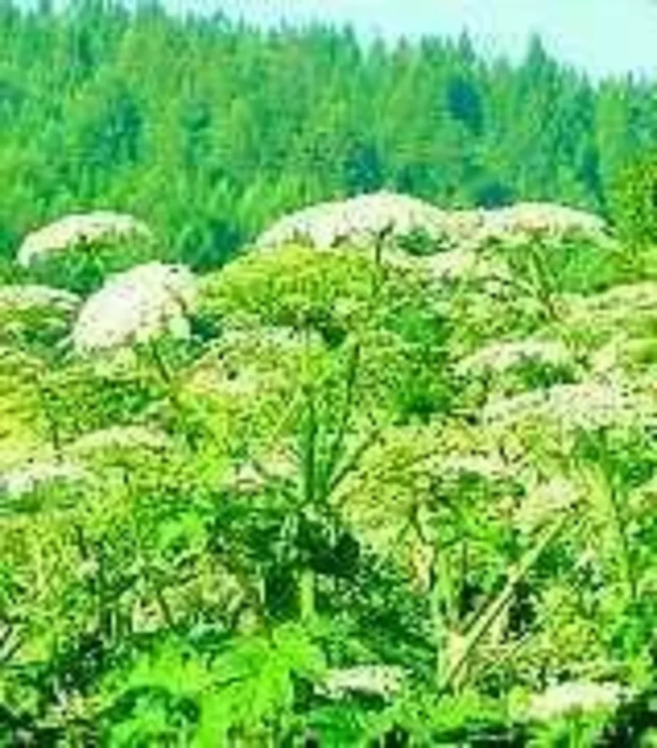 Barszcz atakuje Pieniny