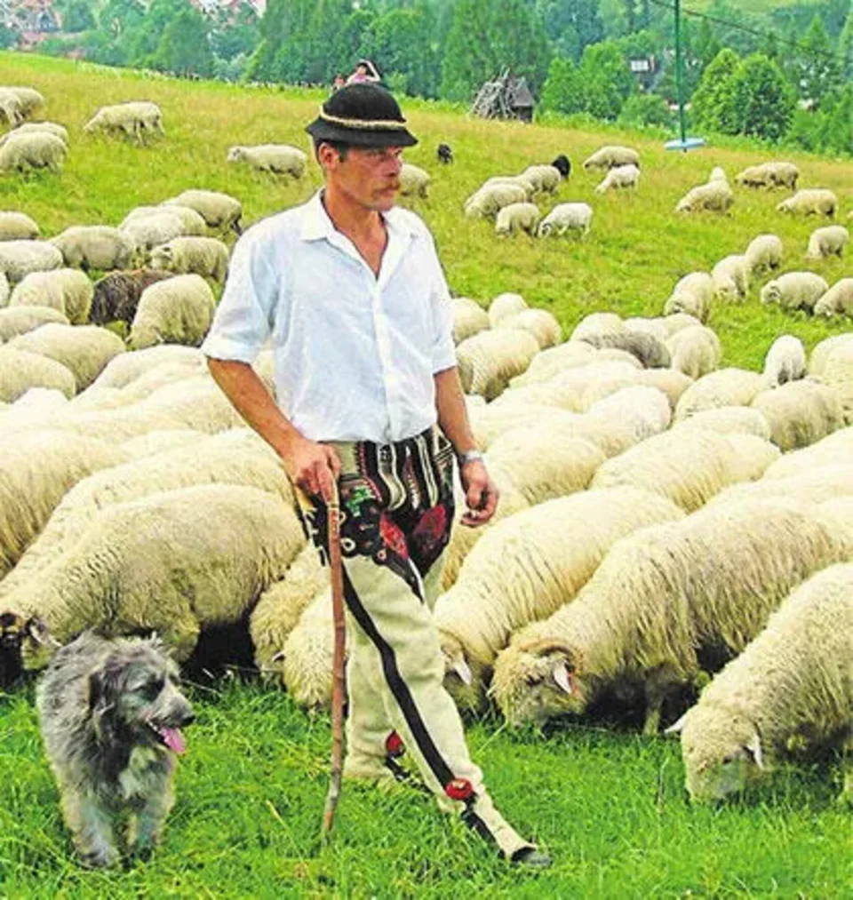 Bacowie chcą egzaminu z wyrabiania oscypka
