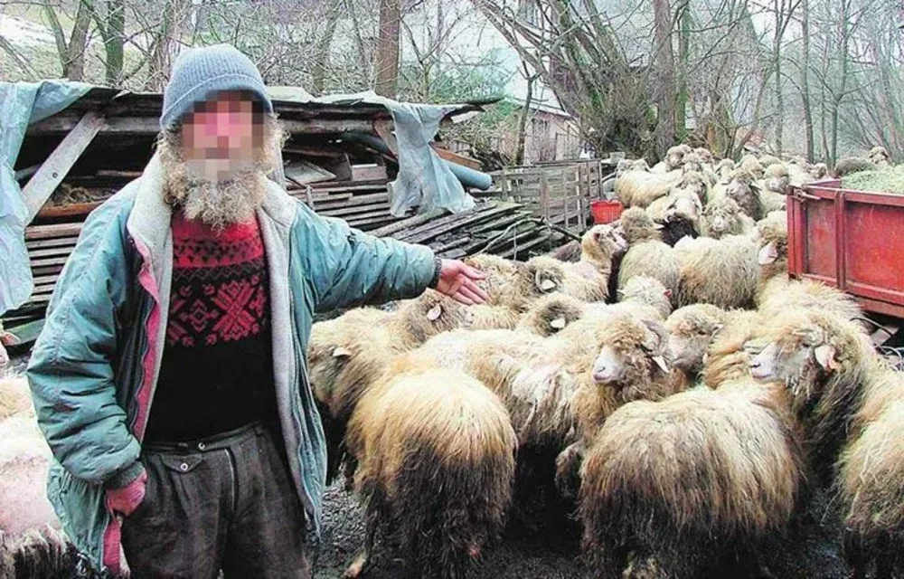 Nie wiadomo, co zrobić z hodowcą i owcami