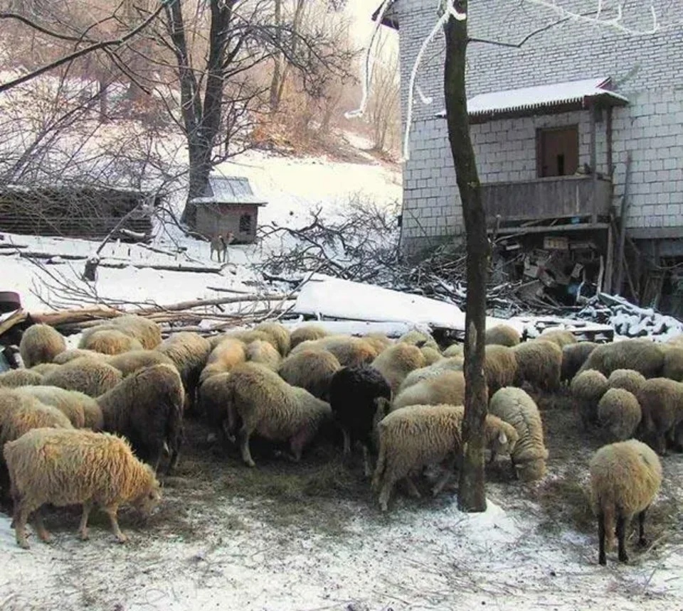 Czy nie można poprawić losu tych owieczek?
