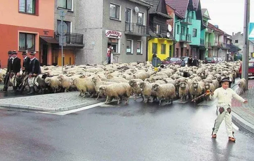 Furczoń nie wycofa swojego wniosku o jagnięcinę