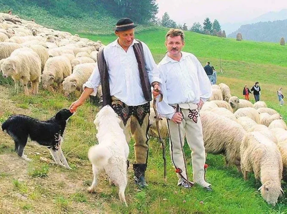 Jagnięta idą już na hale, a jagnięcina - do Unii