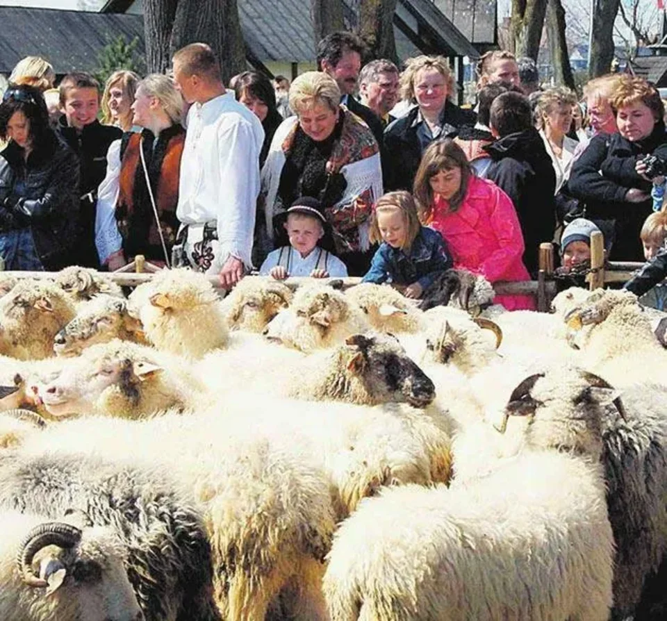 Wiosenny wypas owiec rozpoczęty