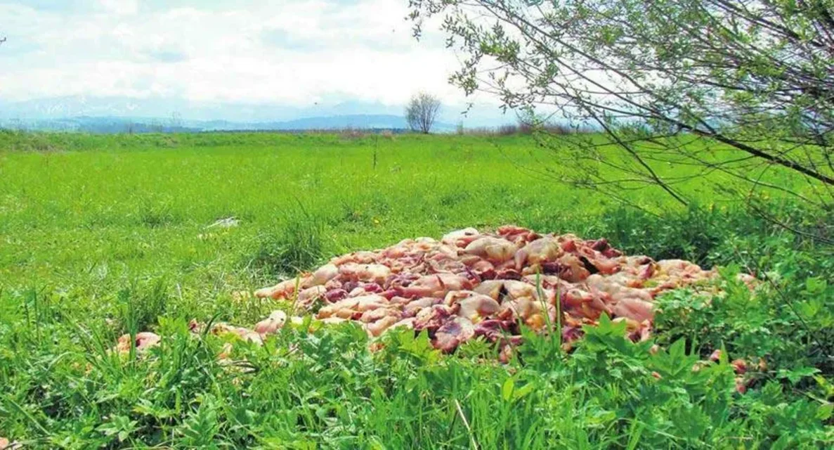 Niewyobrażalny smród unosi się nad Długopolem
