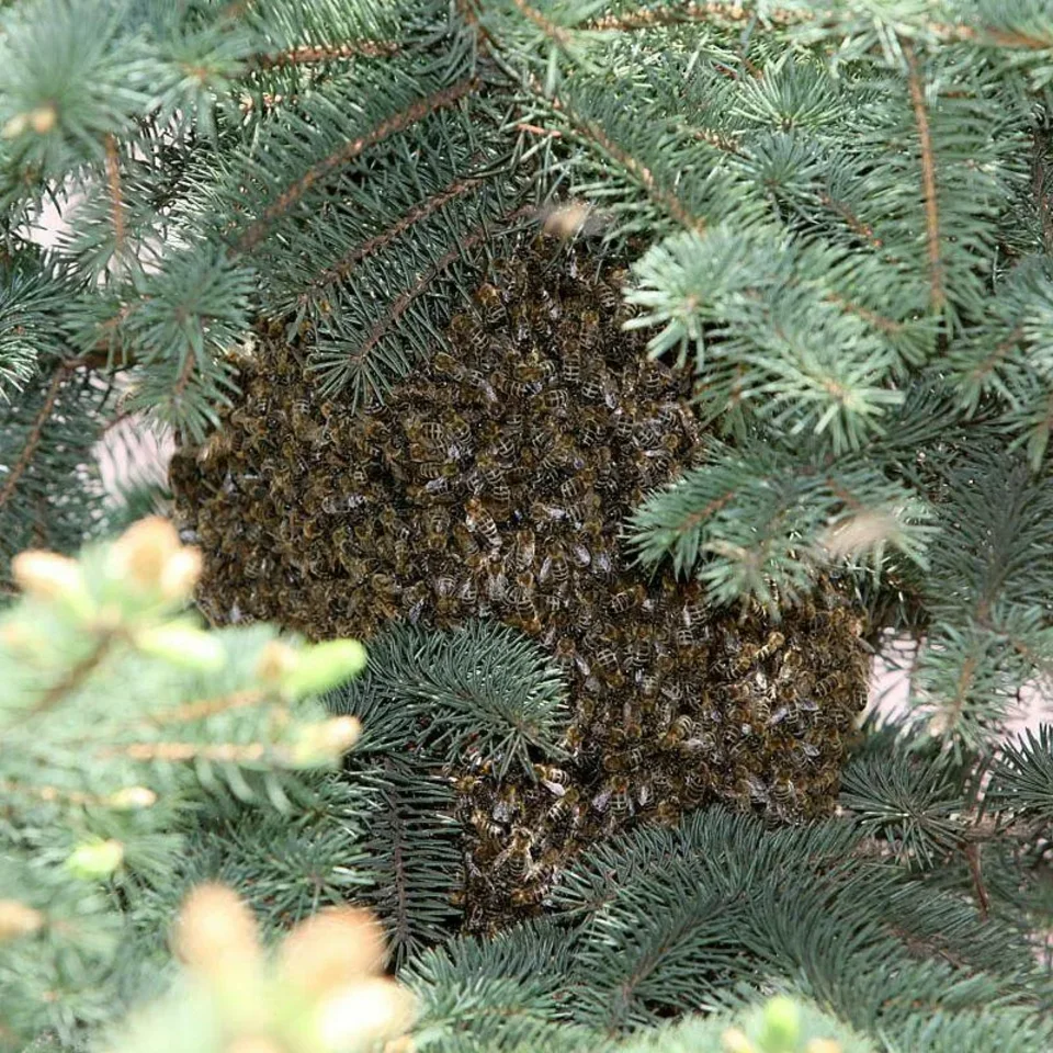 O pszczołach dla nowotarskich uczniów